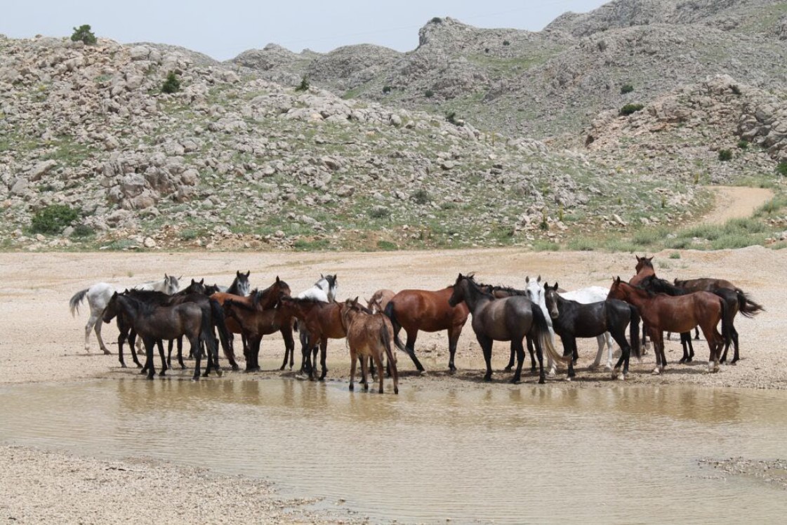 group-of-horses